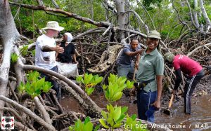 Agilité supports Mangrove Action Project 2022