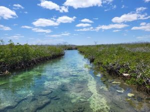 Agilité supports Mangrove Action Project 2022